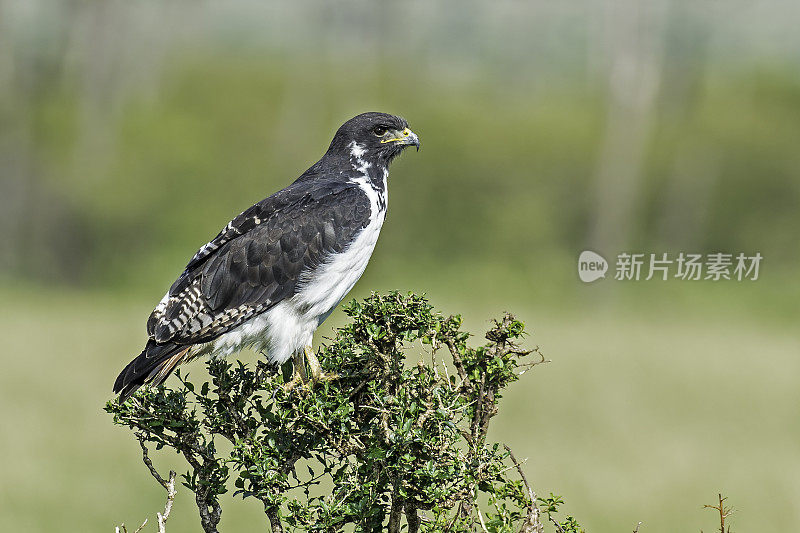 秃鹰，Buteo Augur，肯尼亚马赛马拉国家保护区